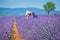 Lavanda fields. Provence