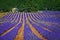 Lavanda fields. Provence