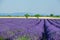 Lavanda fields. Provence