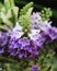 Lavanda Flower