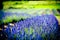 Lavanda flowers blossom