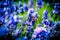 Lavanda flowers blossom macro with bee