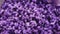 Lavanda Purple Abstracts Blurs Shapes Backgrounds