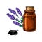Lavander essential oil bottle and bunch of flowers hand drawn ve