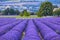 Lavander fields in Provence