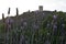 Lavander flower under the castle