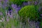 Lavander flowers with buxus bushes outside