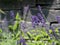 lavander garden plants flora grasslend
