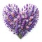 lavander plant herb heart shape isolated on white background