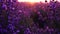 Lavandin field sunrise. Sunset illuminates the blooming fields of lavender. Slow motion, dof, close up. Picturesque view