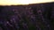 Lavandin field sunrise. Sunset illuminates the blooming fields of lavender. Slow motion, dof, close up. Picturesque view