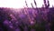 Lavandin field sunrise. Sunset illuminates the blooming fields of lavender. Slow motion, dof, close up. Picturesque view