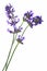 Lavandula angustifolia