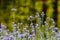 Lavandula Angustifolia as bloom on yellow background.