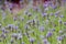 Lavandula Angustifolia to sprinkle on linen, is to place a small bag of lavender in drawers or closets.