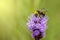 Lavandula dentata, fringed lavender or French lavender