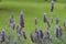 Lavandula dentata is a species of lavender, one of several species known also by Lavandula stoechas.