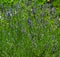 Lavandula latifolia Great Speik, spike lavender flowering in garden