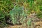 Lavandula with lilac flowers in the garden