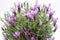 Lavandula stoechas, Spanish lavender