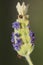 Lavandula viridis lavender hybrid green heads and white or blue flowers