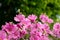 Lavatera clementii Rosea tree mallow or hollyhock flowers with copy space for text. Bright pink alcea rosea flower