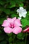 Lavatera flowers blooming