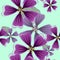 Lavatera, mallow, malva. Seamless pattern texture of flowers. Fl