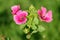 Lavatera or rose mallow pink flowers