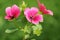 Lavatera or rose mallow pink flowers