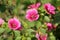 Lavatera or rose mallow pink flowers