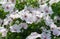 Lavatera white Dwarf Pink Blush beautiful white flowers with pink stripes from the core