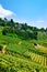 Lavaux, Switzerland - August 30, 2016: Countryside at Lavaux Vineyard Terraces hiking trail, Lavaux-Oron district, Switzerland