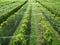 Lavaux (Switzerland) vineyards