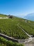 Lavaux vineyards (2)