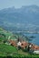 The Lavaux vineyards in Switzerland