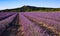 Lavendar fields in Provence France