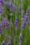 Lavendar flowers with bee