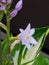 Lavendar Hosta Blossoms