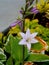 Lavendar Hosta Blossoms