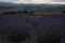 Lavendar and Sunset view at Hinode Park in Kamifurano Hokkaido, Japan