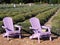 Lavender Adirondack Chairs in a Lavender Garden