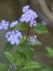 Lavender Ageratum Wildflowers - Conoclinium coelestinum