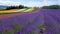 Lavender and another flower fields