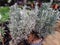 Lavender aromatic bush plant