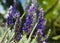 Lavender aromatic flowers in the garden. Spa,health care,cosmetics,essential oils concept.