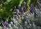 Lavender aromatic flowers in the garden. Spa,health care,cosmetics,essential oils concept.