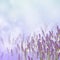 Lavender Background