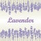 Lavender background