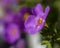 A lavender Bacopa bloom , oblique view macro image